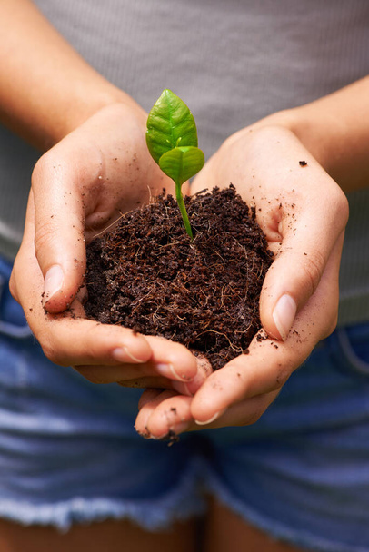 Alimentar el medio ambiente. Foto recortada de un joven manos de mujer sosteniendo tierra brotando nuevas plantas. - Foto, Imagen