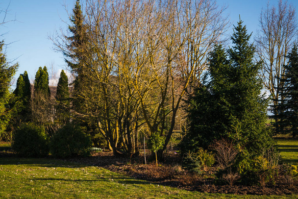 Ornamental garden in spring. Mountain maple and leafless maple, conifers and ornamental shrubs. - Valokuva, kuva