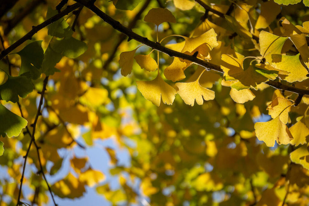autumn leaves in the forest - Fotó, kép