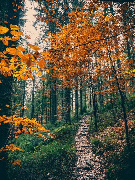 autumn forest with colorful trees and leaves - Foto, Bild