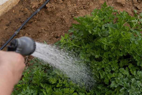 woman watering plants in the garden - Foto, Bild