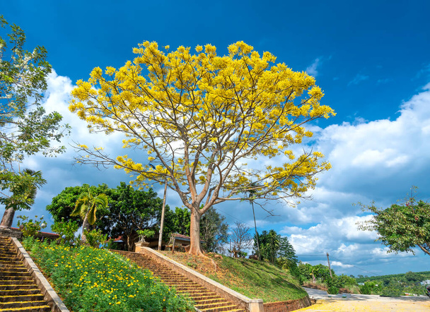 Albero giallo poinciana fiorisce brillantemente sulla collina vicino al tempio in altopiano Dalat, Vietnam in primavera tempo. Si tratta di un albero prezioso originario del Brasile con una durata di oltre cento anni - Foto, immagini