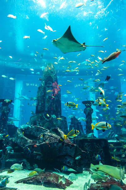 Aquarium tropical fish - Foto, Imagem