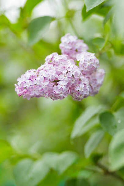 Branch of lilac flowers. Purple lilac flowers on a blurred background - Foto, afbeelding