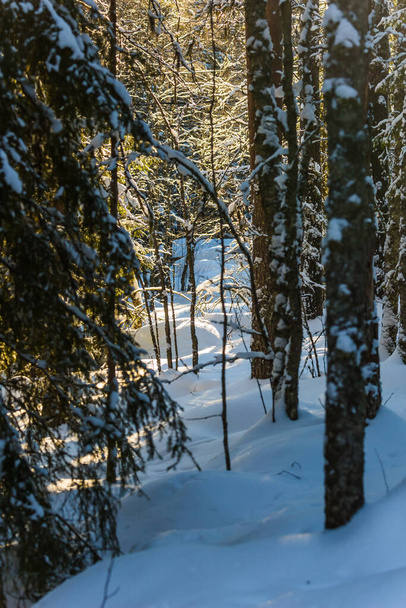 Ranua zoo in Lapland - the northernmost zoo in the world. Sunny frosty and snowy winter day. Snowy coniferous forest. The concept of active, winter, environmental and photo tourism - Photo, image
