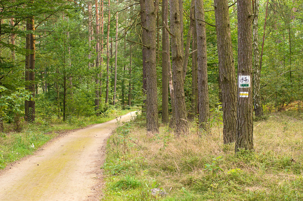 Designation of forest trails - Фото, зображення