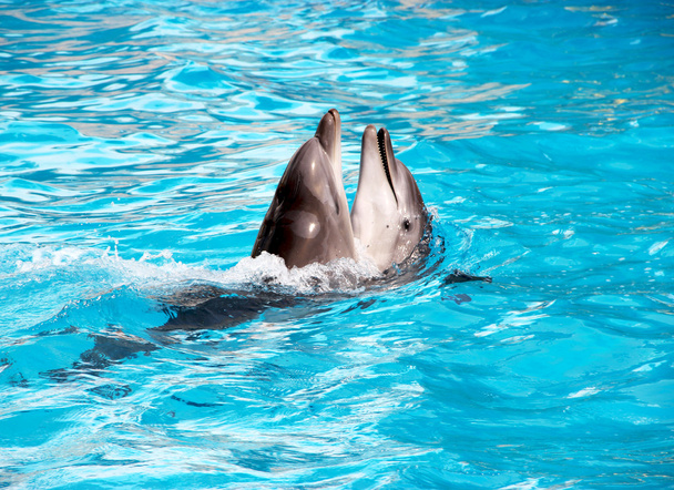 Dos delfines.
 - Foto, Imagen