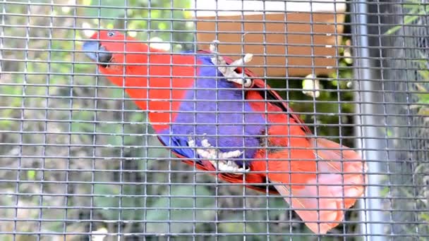 Papuga w klatce - Materiał filmowy, wideo