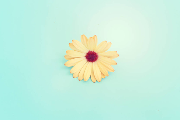 Top view image of yellow chrysanthemum flowers composition over blue background. Flat lay - Foto, Imagem