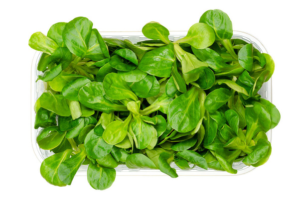 Lambs lettuce in a plastic container from above. Fresh picked Valerianella locusta, common cornsalad, nut lettuce or field salad. Grows as small rosettes, with nutty flavor, eaten as a leaf vegetable. - Photo, Image