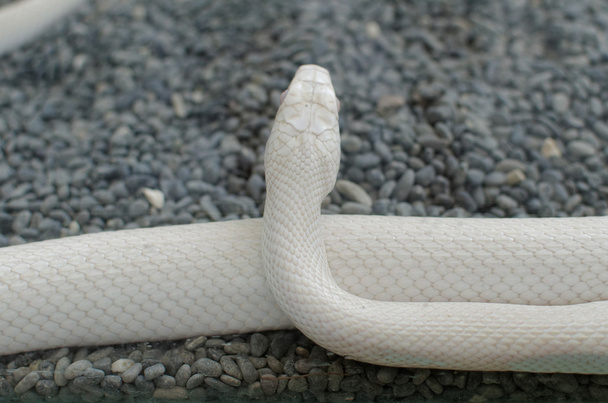 Texas rat snake or elaphe obsoleta - Photo, Image