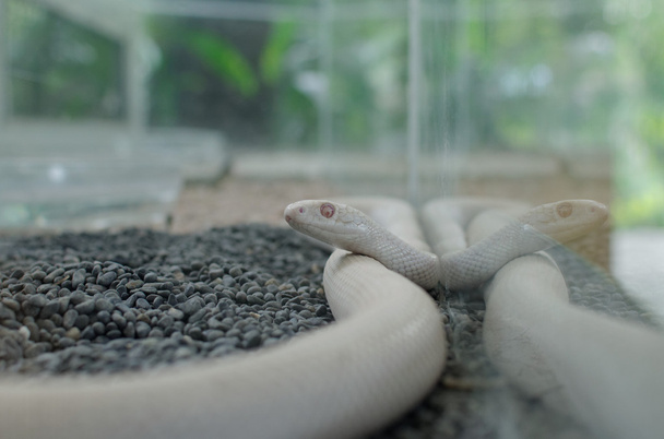 Texas rat snake of elaphe rietuil - Foto, afbeelding
