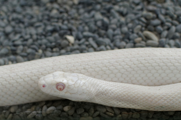 Змія Пацюка Техас або Полоз obsoleta - Фото, зображення