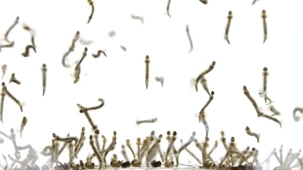 multitude de larvas de mosquitos e estado de pupa se movendo rapidamente na água - Filmagem, Vídeo