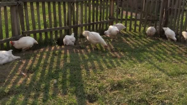 Kurczaki brojlery, skulony w rowie wzdłuż ogrodzenia zagroda zewnątrz - Materiał filmowy, wideo