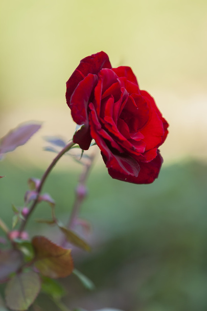 Roses in the garden - Φωτογραφία, εικόνα