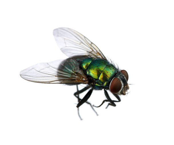 mosca verde
 - Foto, Imagen