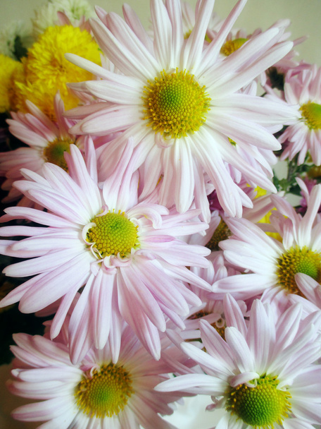 Grandes marguerites blanches
 - Photo, image