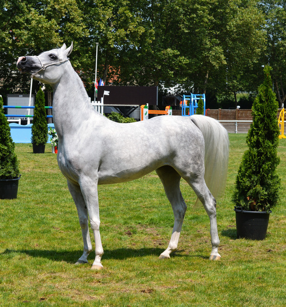Арабийская лошадь - Фото, изображение