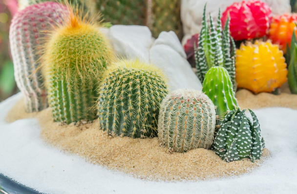 Kaktus im Garten - Foto, Bild