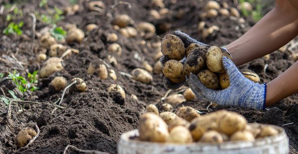 Pommes de terre cultivées dans son jardin. Le fermier tient des légumes dans ses mains. De la nourriture. focus sélectif - Photo, image