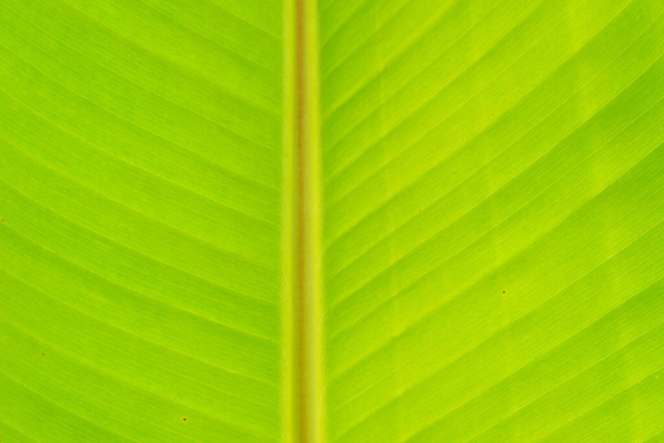 green leaf texture background - Fotoğraf, Görsel
