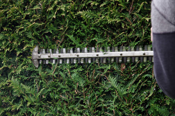 De heg is in vorm gesneden met een elektrische heggenschaar - Foto, afbeelding
