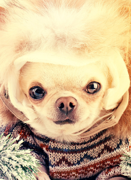 Funny cute dog - Foto, afbeelding