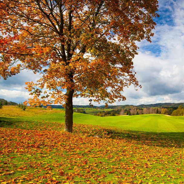 Lonely tree on a golf course in autumn - Foto, Bild