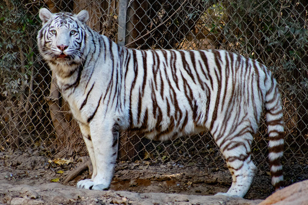 white tiger in the zoo - Foto, imagen