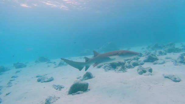 Tawny pielęgniarka rekin nebrius ferrugineus pływanie nad skalistym dnie morskim na tropikalnej rafie koralowej - Materiał filmowy, wideo