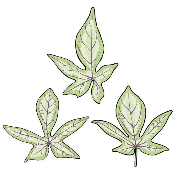 Set of Sweet potato vine leaf. Dicotyledonous plant, bindweed or morning glory leaves collection. Ipomoea batatas Vegetable Yam use for decoration and food. Vector. - Вектор,изображение