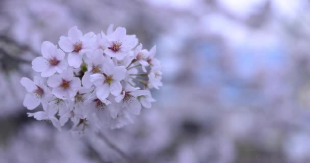 公園の桜曇りの日の閉鎖ハンドヘルド - 映像、動画