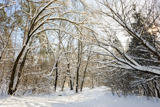 bosque de invierno nevado - Foto, imagen