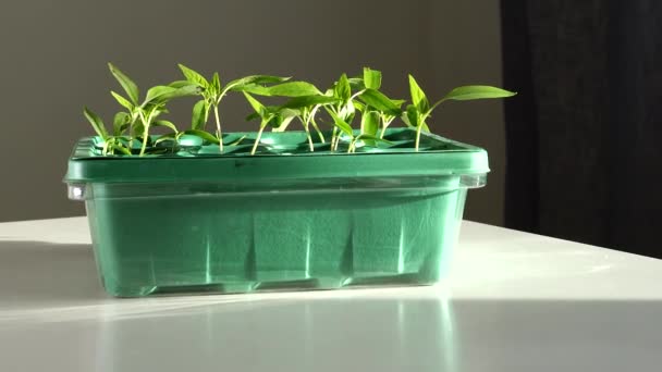 Plántulas de pimienta creciendo en pequeñas macetas de plástico en un hogar  - Imágenes, Vídeo
