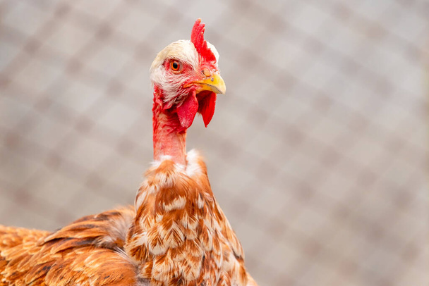 Ruskea kana rotu alasti kaula lähellä hämärtynyt tausta - Valokuva, kuva