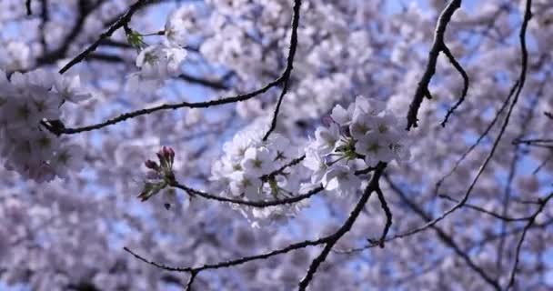 曇りの日の公園の桜 - 映像、動画