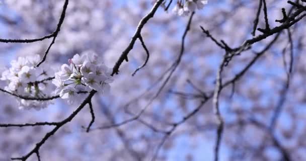 曇りの日の公園の桜 - 映像、動画
