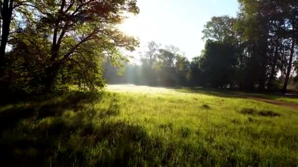 Sun shines in the forest through the trees and tree branches near a clearing - Footage, Video