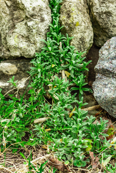 Lezecká rostlina Cerastium tomentosum na kamenech. Dekorativní zahradničení pro alpský kopec. Příklady koncepce krajinného designu, zahradničení - Fotografie, Obrázek