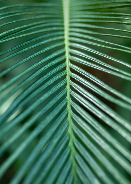 Tropical green palm leaves texture background - Φωτογραφία, εικόνα