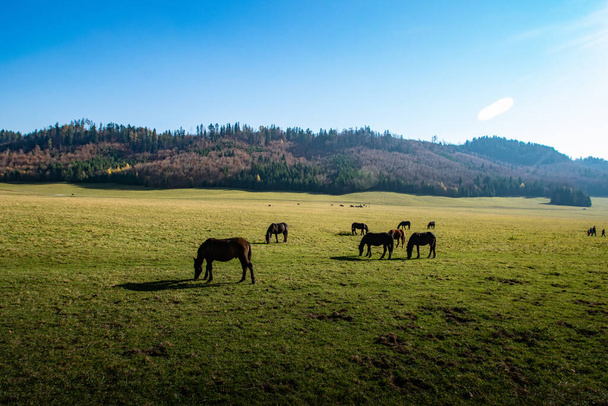 horses grazing in the meadow - Zdjęcie, obraz