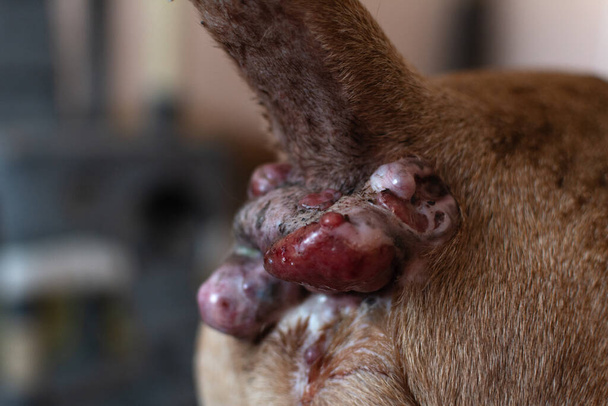 Perianális adenoma egy öreg kutyában. Az állat végbél bőrének állapota ivartalanítás előtt. Egy kutya paraanal mirigyei. Kutyák egészsége. Állatgondozás. - Fotó, kép