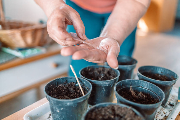 Les agriculteurs plantent des graines dans un pot en plastique noir avec du sol. Gros plan. Préparation pour la saison des jardins. - Photo, image