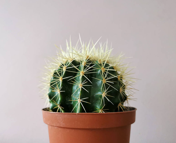 Primer plano sobre un pequeño cactus espinoso redondo sobre fondo blanco - Foto, imagen