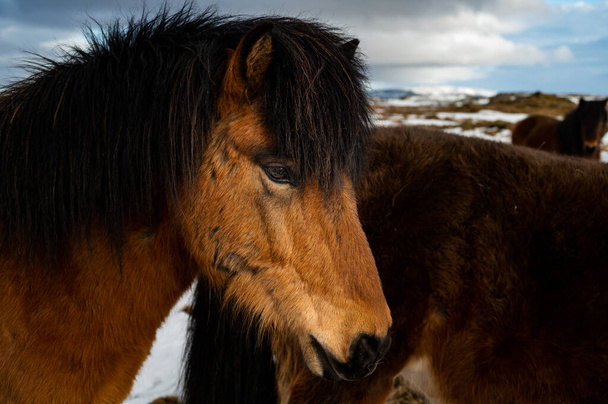 O cavalo islandês é uma raça de cavalo desenvolvida a partir de pôneis levados para a Islândia por colonos nórdicos. - Foto, Imagem