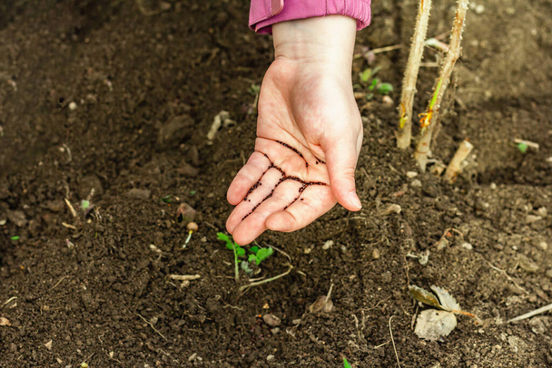 Kertészeti koncepcionális háttér. A gyerekek kezei sóskavicsot ültetnek a talajba. Tavaszi szabadtéri munkaszezon a kertben - Fotó, kép