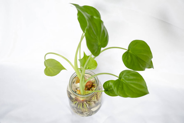 Beautiful plant with green foliage in a glass with water and white stone. - 写真・画像