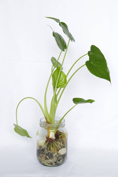 Beautiful plant with green foliage in a glass with water and white stone. - Photo, Image