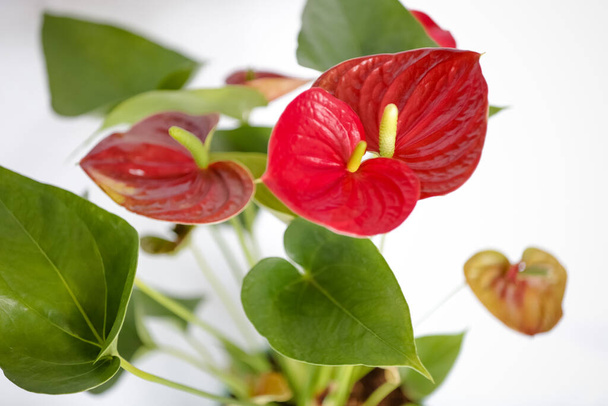 Red Anthurium Plant the color is associated with intense passions and desire for action. It stimulates activity and energy in your home. - Photo, Image